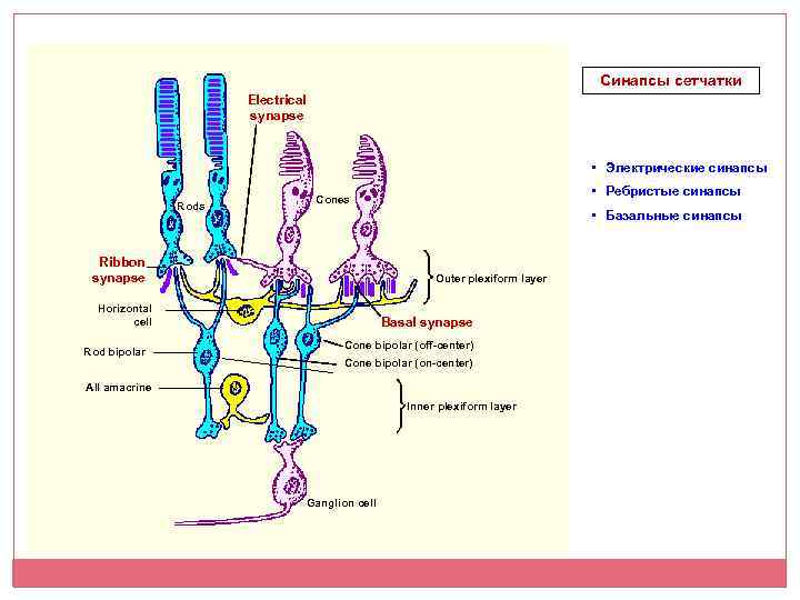 Синапсы сетчатки Electrical synapse • Электрические синапсы Rods • Базальные синапсы Ribbon synapse Outer