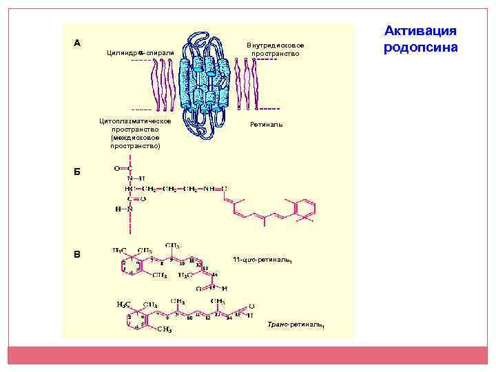 А Цилиндр -спирали Цитоплазматическое пространство (междисковое пространство) Внутридисковое пространство Ретиналь Б В 11 -цис-ретиналь1