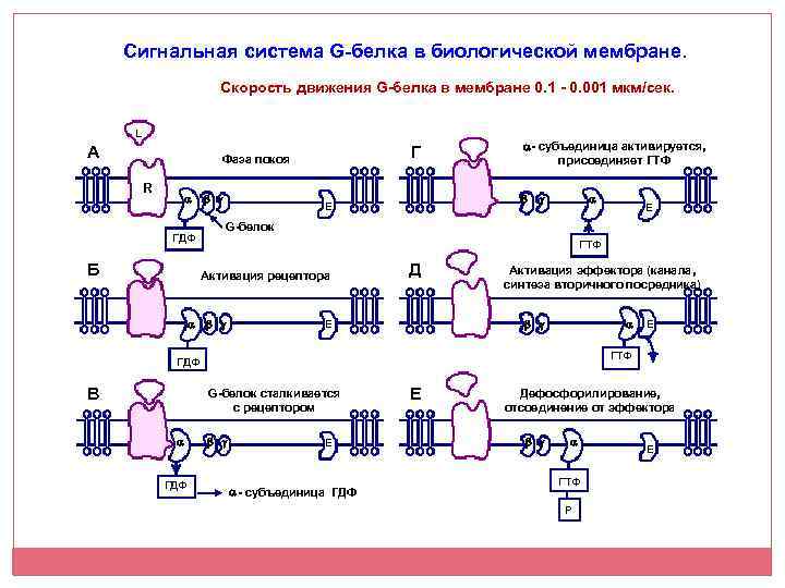 Сигнальная система G-белка в биологической мембране. Скорость движения G-белка в мембране 0. 1 -