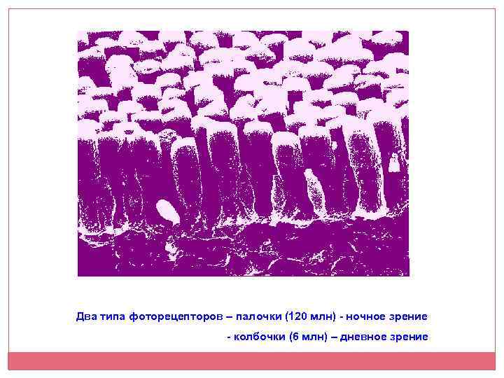Два типа фоторецепторов – палочки (120 млн) - ночное зрение - колбочки (6 млн)