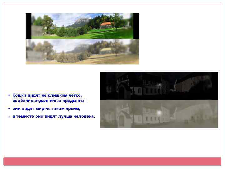  • Кошки видят не слишком четко, особенно отдаленные предметы; • они видят мир