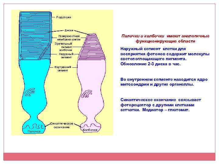 Родопсин Диски Палочки и колбочки имеют аналогичные функционирующие области Поверхностная мембрана клетки Зрительный пигмент