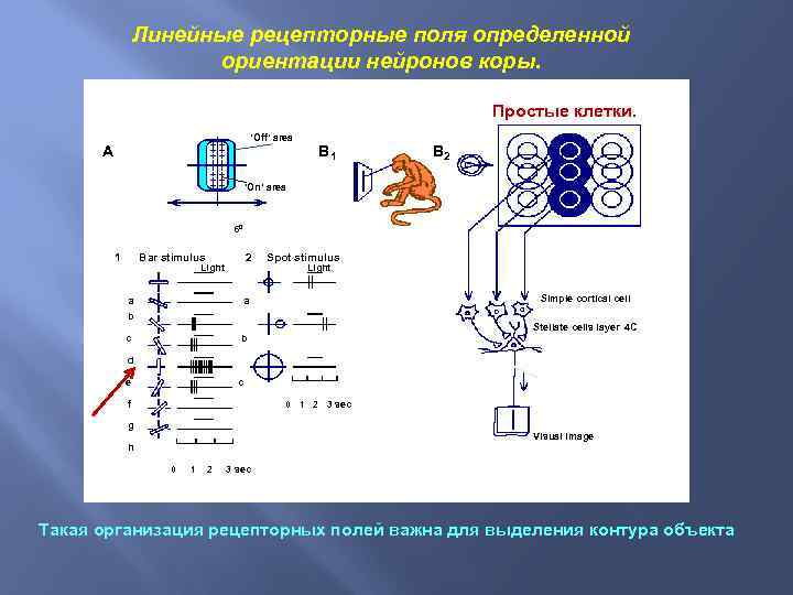 Линейные рецепторные поля определенной ориентации нейронов коры. Простые клетки. ‘Off’ area A B 1