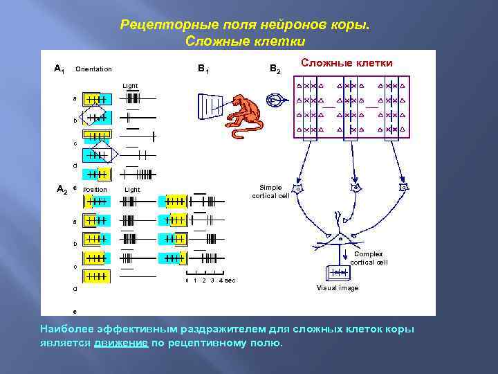 Рецепторные поля нейронов коры. Сложные клетки A 1 B 1 Orientation B 2 Сложные