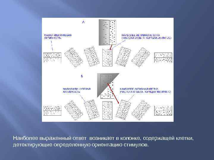 Наиболее выраженный ответ возникает в колонке, содержащей клетки, детектирующие определенную ориентацию стимулов. 