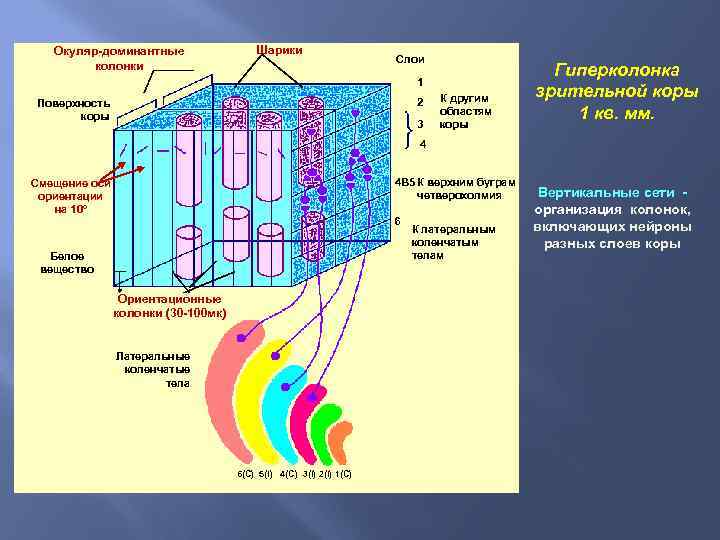 Окуляр-доминантные колонки Шарики Слои 1 2 Поверхность коры 3 К другим областям коры Гиперколонка