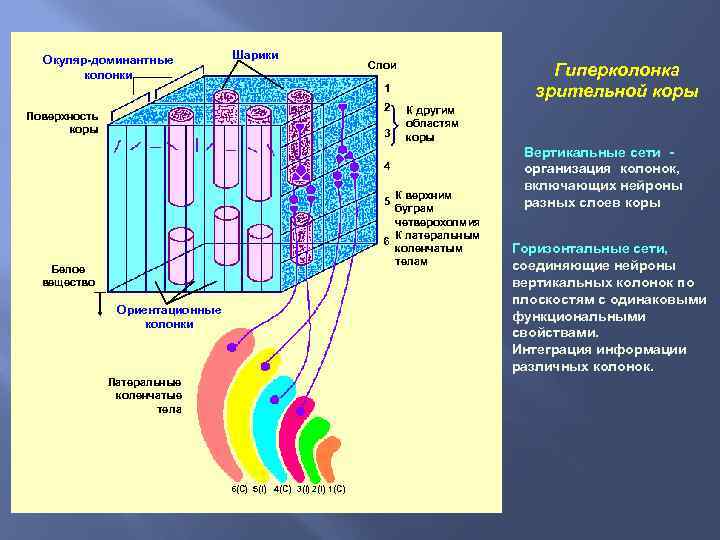 Окуляр-доминантные колонки Шарики Слои Гиперколонка зрительной коры 1 2 Поверхность коры 3 К другим