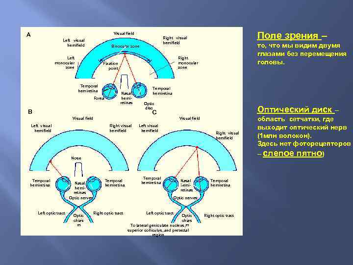 Visual field A Left visual hemifield Binocular zone Left monocular zone Forea то, что