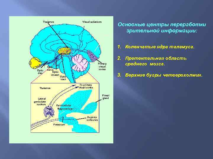 Thalamus Visual radiations Основные центры переработки зрительной информации: Calc fissu 1. Коленчатые ядра таламуса.