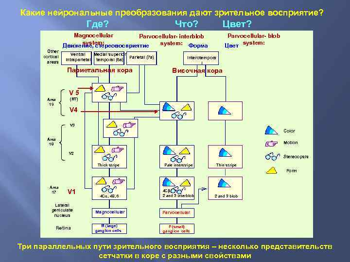 Какие нейрональные преобразования дают зрительное восприятие? Где? Что? Цвет? Magnocellular Parvocellular- interblob system: Форма