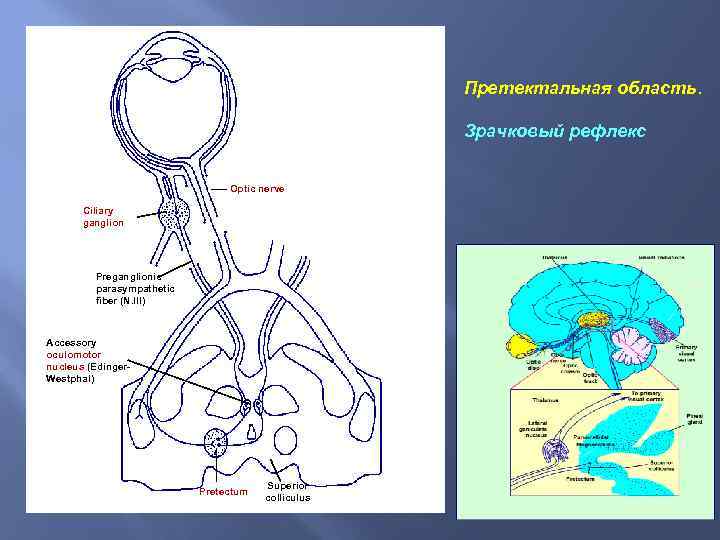 Претектальная область. Зрачковый рефлекс Optic nerve Сiliary ganglion Preganglionic parasympathetic fiber (N. III) Accessory