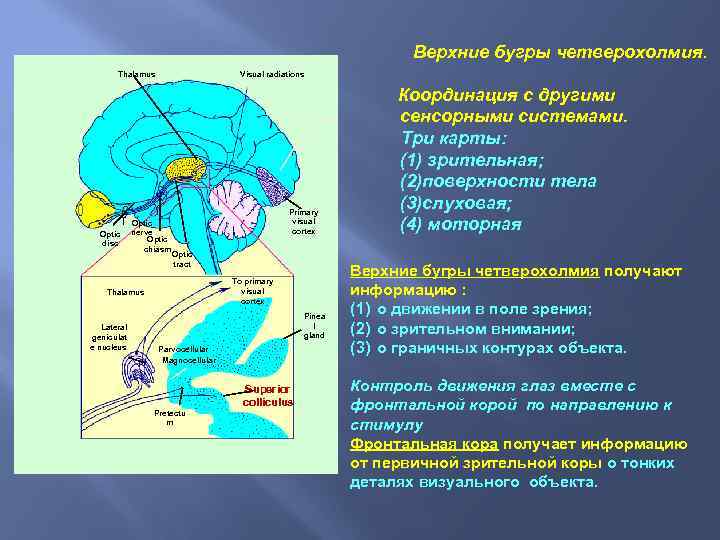 Верхние бугры четверохолмия. Thalamus Visual radiations Calc fissu Optic disc Optic nerve Optic chiasm