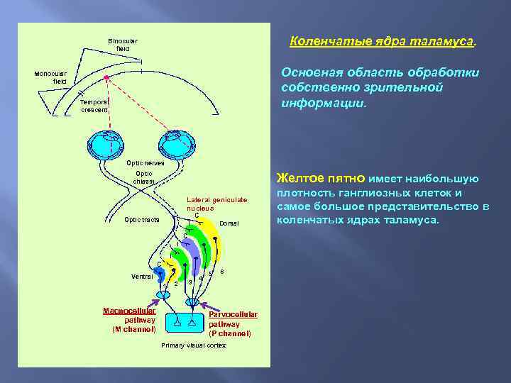 Коленчатые ядра таламуса. Binocular field Основная область обработки собственно зрительной информации. Monocular field Temporal