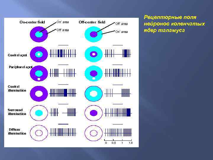 On-center field On’ area Off-center field Рецепторные поля нейронов коленчатых ядер таламуса Off’ area
