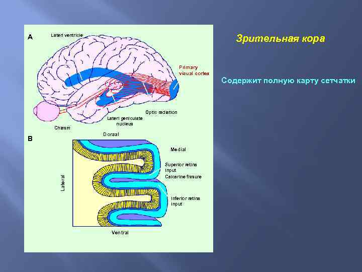 A Зрительная кора Laterl ventricle Primary visual cortex Optic radiation Chiasm Laterl geniculate nucleus