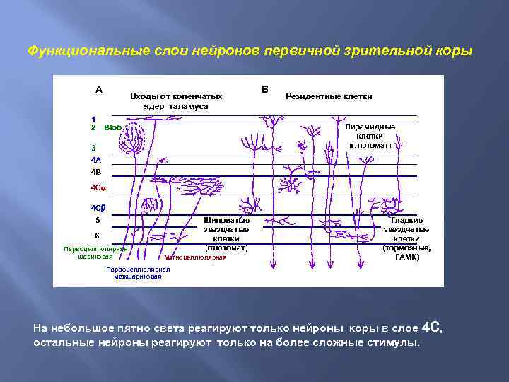 Функциональные слои нейронов первичной зрительной коры А 1 2 Входы от коленчатых ядер таламуса