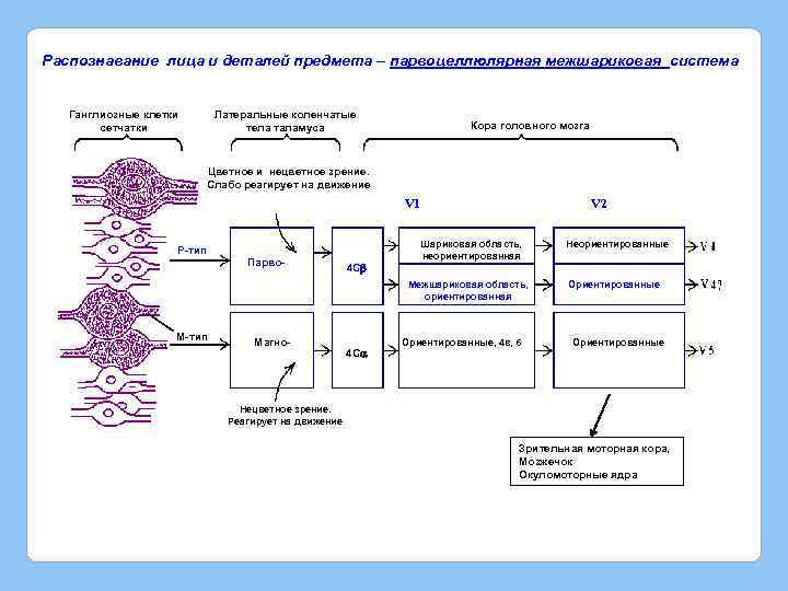 Распознавание лица и деталей предмета – парвоцеллюлярная межшариковая система Ганглиозные клетки сетчатки Латеральные коленчатые