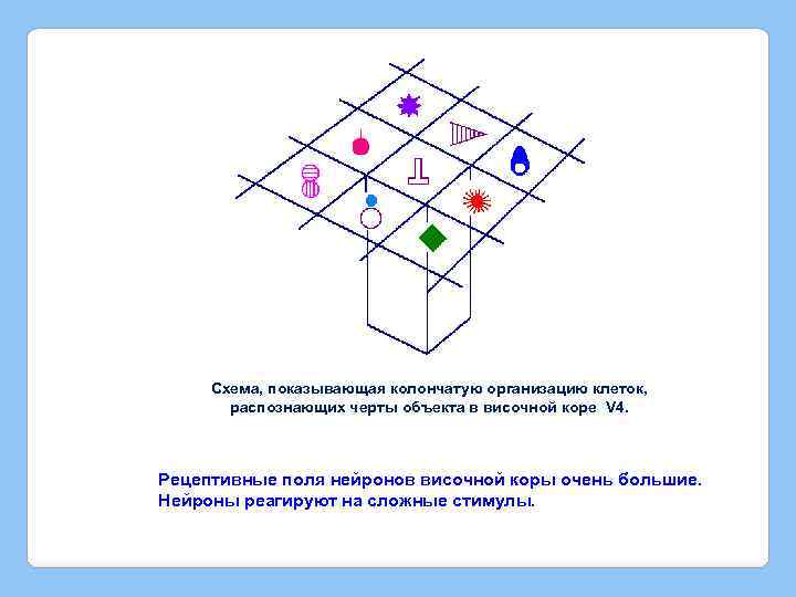 Схема, показывающая колончатую организацию клеток, распознающих черты объекта в височной коре V 4. Рецептивные