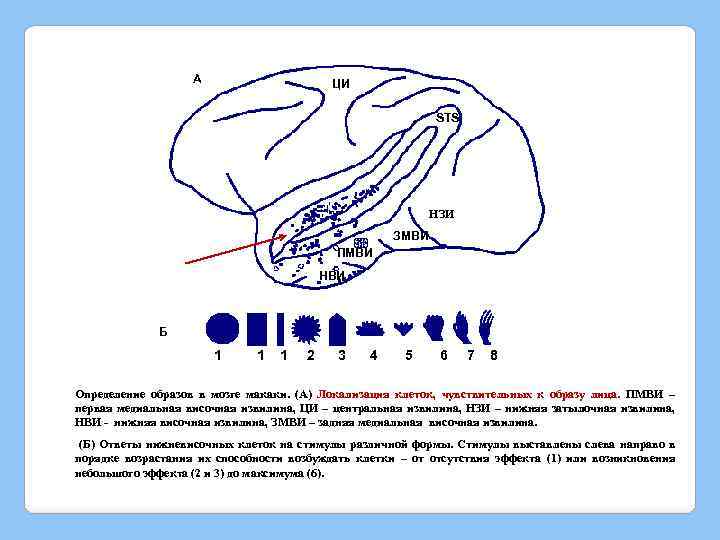А ЦИ STS НЗИ ЗМВИ ПМВИ НВИ Б 1 1 1 2 3 4