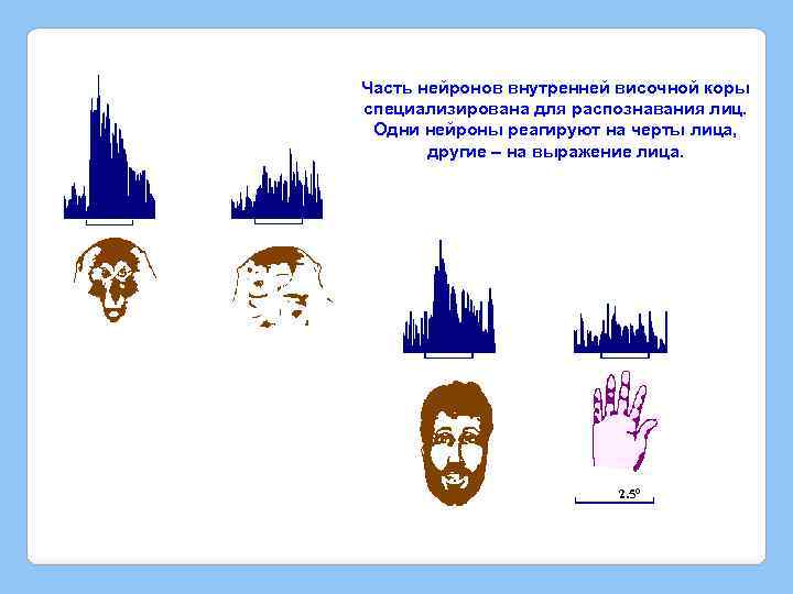 Часть нейронов внутренней височной коры специализирована для распознавания лиц. Одни нейроны реагируют на черты