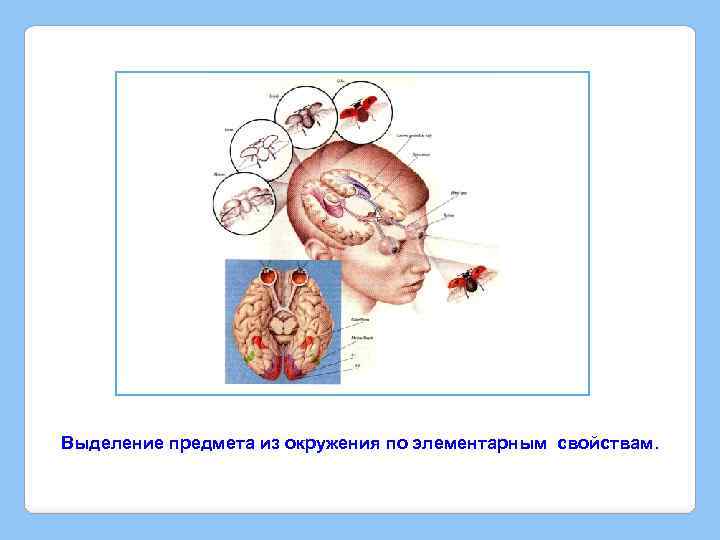 Выделение предмета из окружения по элементарным свойствам. 