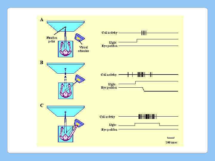 A Cell activity Fixation point Visual stimulus Light Eye position B Cell activity Light