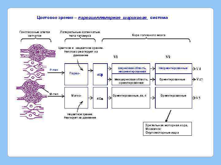 Цветовое зрение – парвоцеллюлярная шариковая система Ганглиозные клетки сетчатки Латеральные коленчатые тела таламуса Цветное