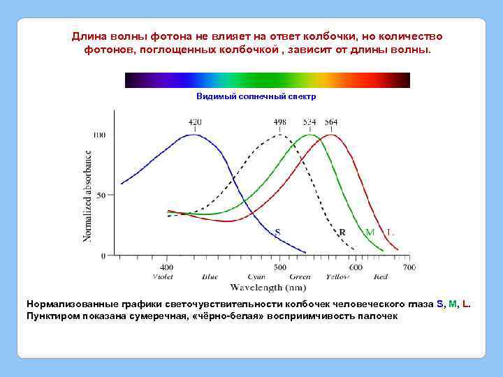 Длина волны фотона не влияет на ответ колбочки, но количество фотонов, поглощенных колбочкой ,