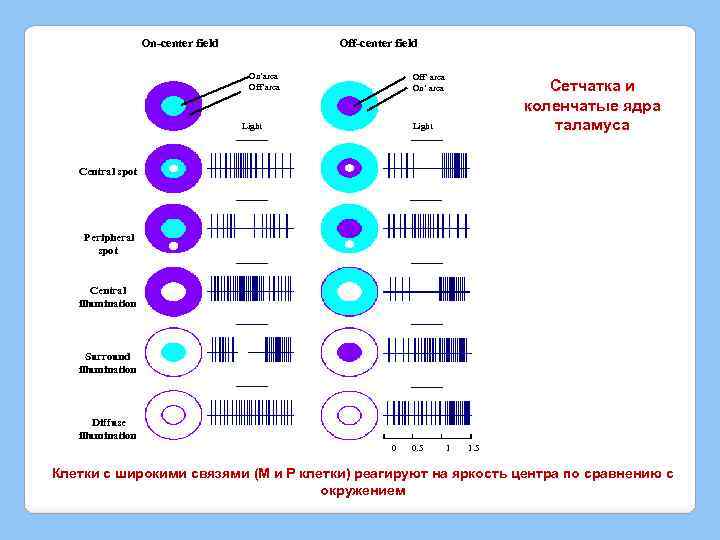 On-center field Off-center field On’area Off’ area On’ area Light Сетчатка и коленчатые ядра