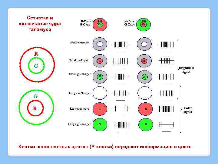 Сетчатка и коленчатые ядра таламуса R-Cone G-Cone Off On Small white spot R Small