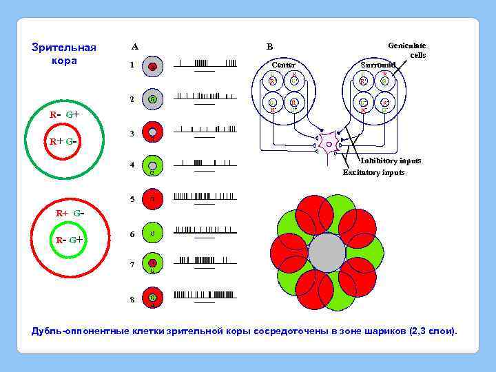 Зрительная кора A 1 B Center Geniculate cells Surround 2 R- G + R+