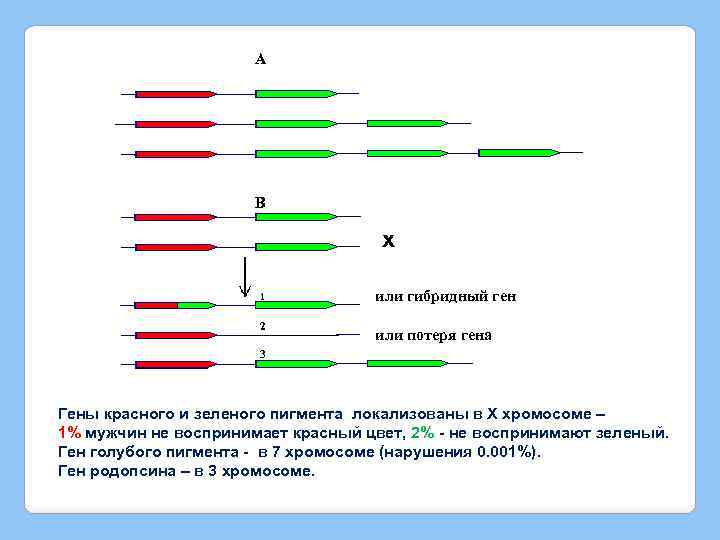A B x 1 2 или гибридный ген или потеря гена 3 Гены красного