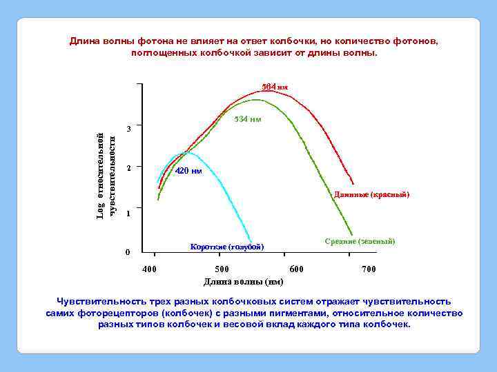 Длина волны фотона не влияет на ответ колбочки, но количество фотонов, поглощенных колбочкой зависит