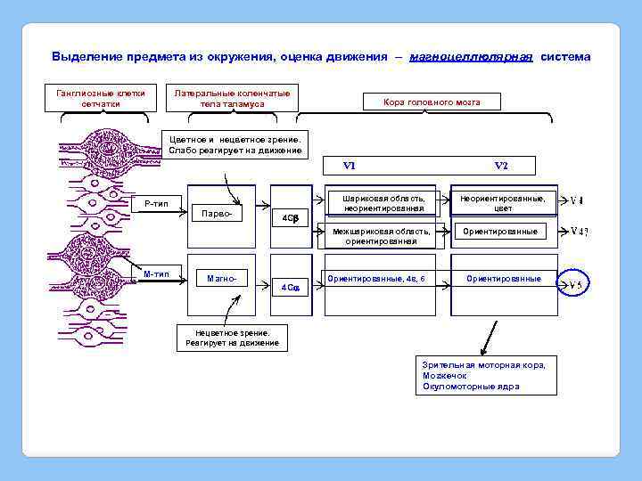 Выделение предмета из окружения, оценка движения – магноцеллюлярная система Ганглиозные клетки сетчатки Латеральные коленчатые