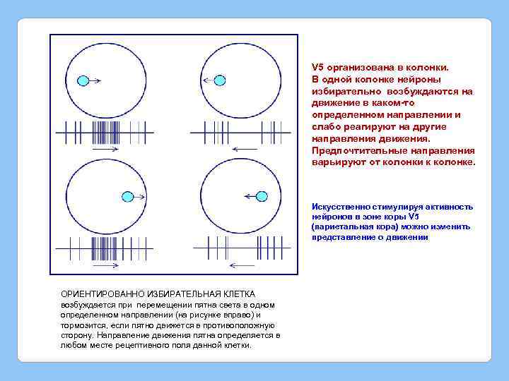 V 5 организована в колонки. В одной колонке нейроны избирательно возбуждаются на движение в
