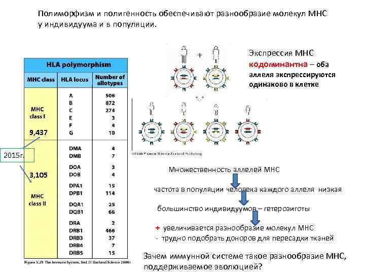 В популяции известны частоты аллелей. Полигенность MHC. Полиморфизм MHC. Полиморфизм генов MHC. Экспрессия аллелей это.