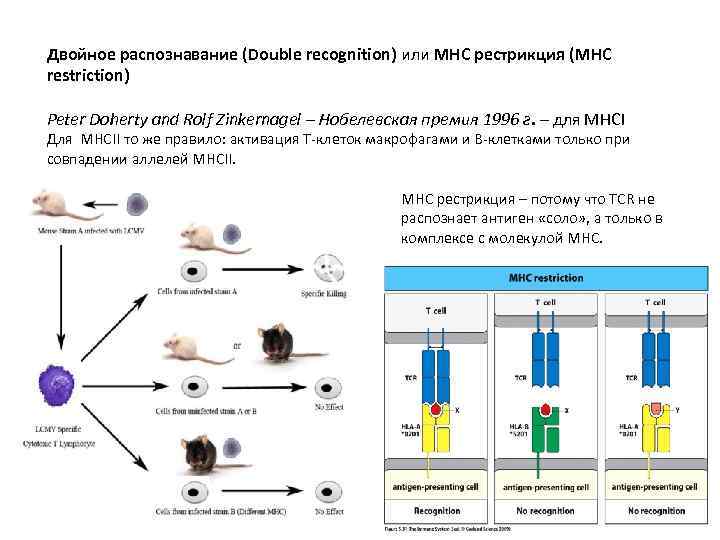 Двойное распознавание (Double recognition) или MHC рестрикция (МНС restriction) Peter Doherty and Rolf Zinkernagel