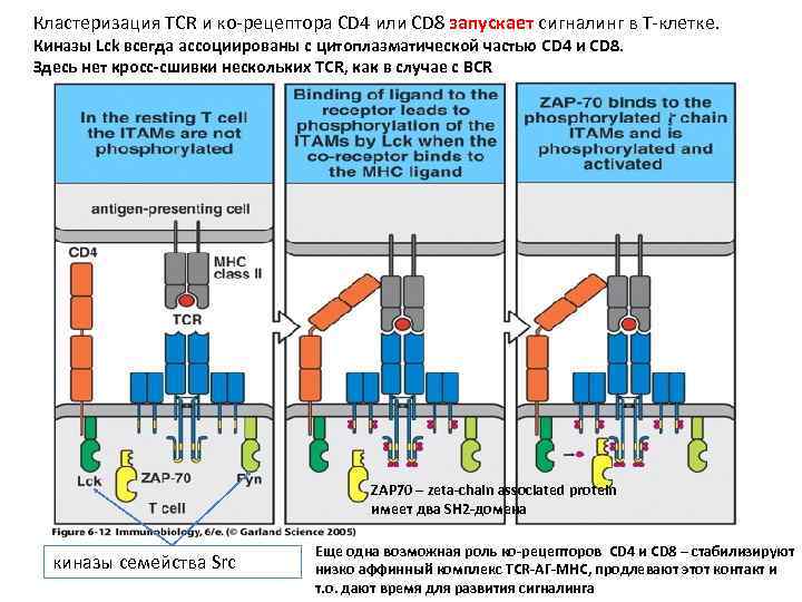 Кластеризация TCR и ко-рецептора СD 4 или CD 8 запускает сигналинг в Т-клетке. Киназы