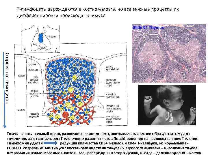 Т-лимфоциты зарождаются в костном мозге, но все важные процессы их дифференцировки происходят в тимусе.