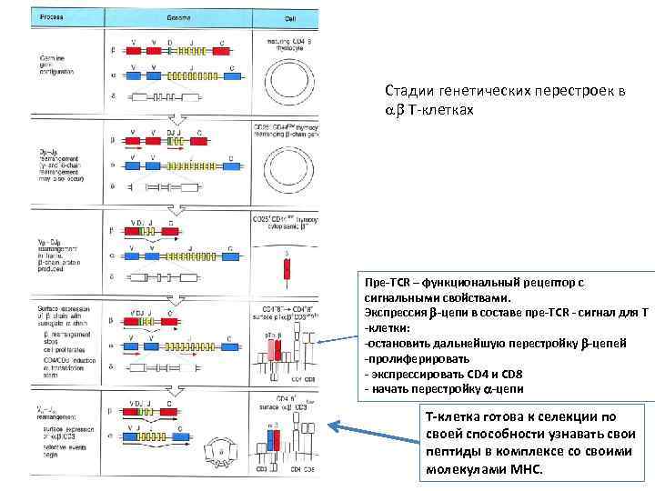 Стадии генетических перестроек в Т-клетках Пре-TCR – функциональный рецептор с сигнальными свойствами. Экспрессия -цепи