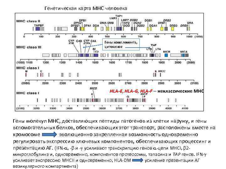 Генетическая карта MHC человека Гены комплемента, цитокинов HLA-E, HLA-G, HLA-F – неклассические MHC Гены