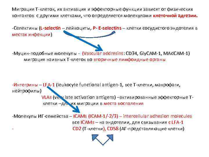 Миграция Т-клеток, их активация и эффекторные функции зависят от физических контактов с другими клетками,