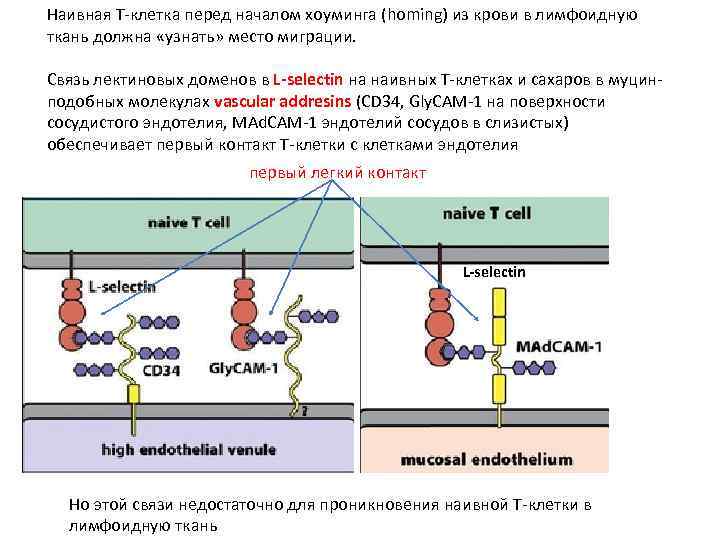 Наивная Т-клетка перед началом хоуминга (homing) из крови в лимфоидную ткань должна «узнать» место