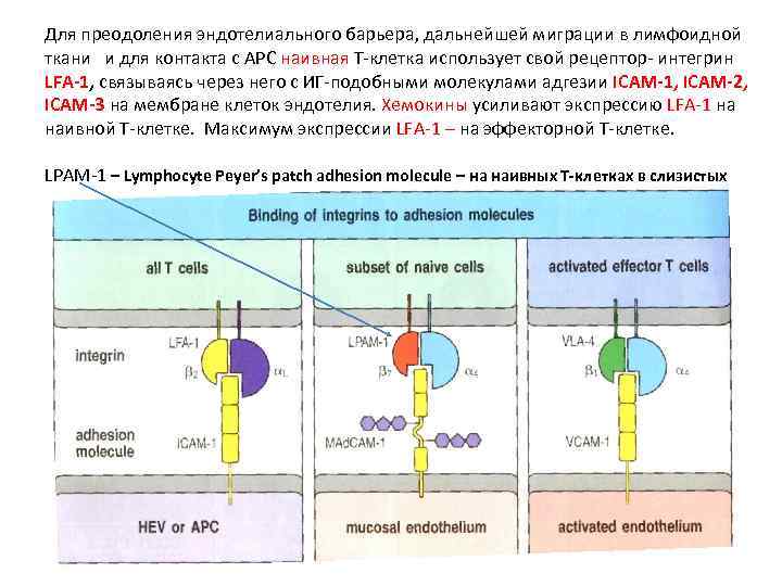 Для преодоления эндотелиального барьера, дальнейшей миграции в лимфоидной ткани и для контакта с APC