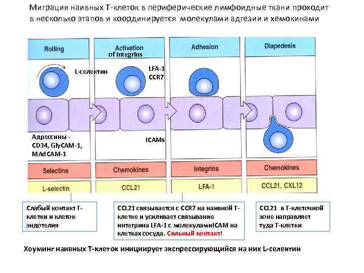 Какие клетки участвуют