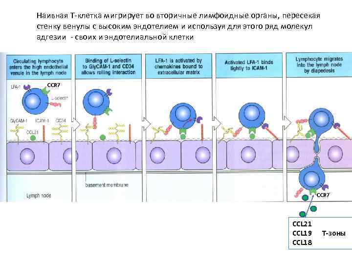Наивная Т-клетка мигрирует во вторичные лимфоидные органы, пересекая стенку венулы с высоким эндотелием и