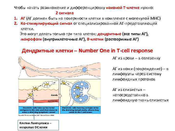 Адаптивный ответ. Наивные т клетки. Клетки Лангерганса дифференцируются из. Клетки которые не могут дифференцироваться.