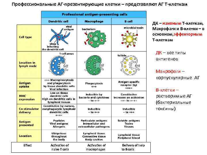 Профессиональные АГ-презентирующие клетки – представляют АГ Т-клеткам ДК – наивным Т-клеткам, Макрофаги и В-клетки