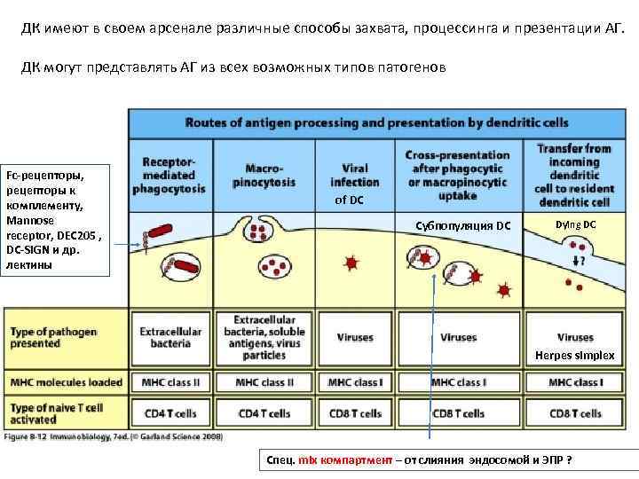 ДК имеют в своем арсенале различные способы захвата, процессинга и презентации АГ. ДК могут