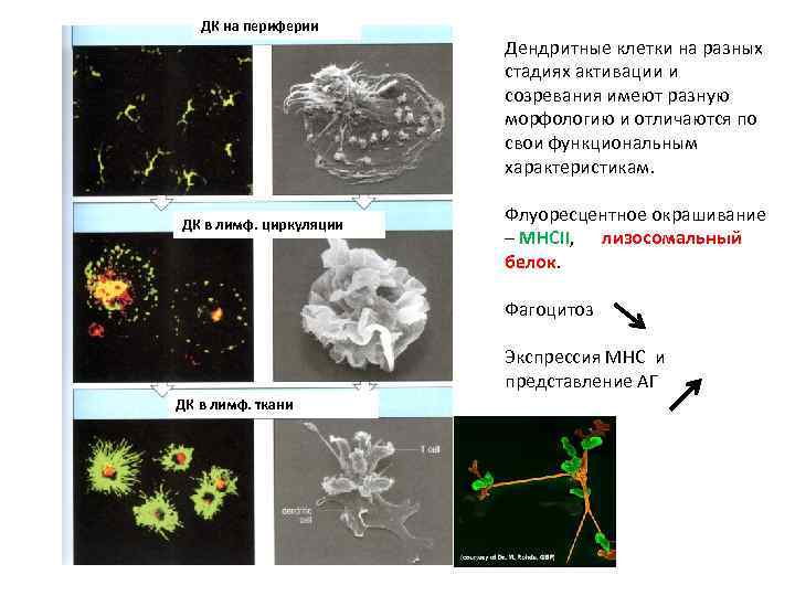 ДК на периферии ДК в лимф. циркуляции Дендритные клетки на разных стадиях активации и